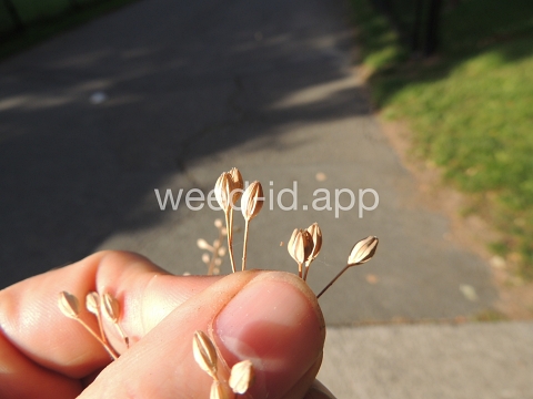 nipplewort